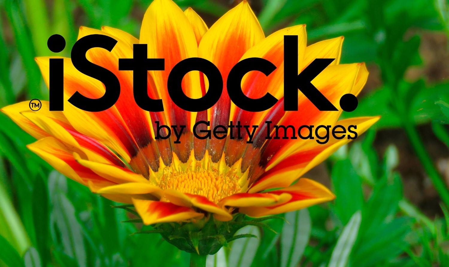 How To Download IStock Videos Without Watermark: A Comprehensive Guide ...