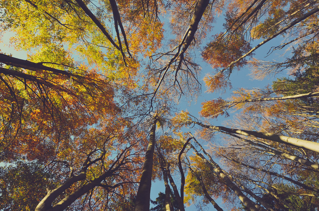 Autumn Trees License Public Domain Dedication CC0 Sourc Flickr