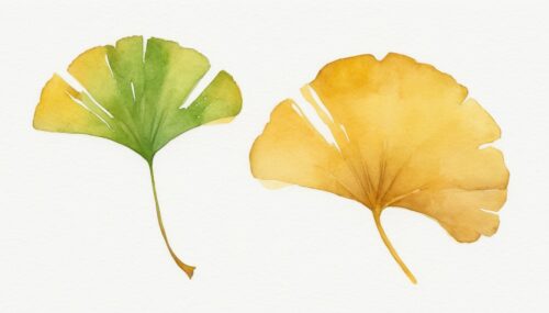 watercolor ginkgo leaf