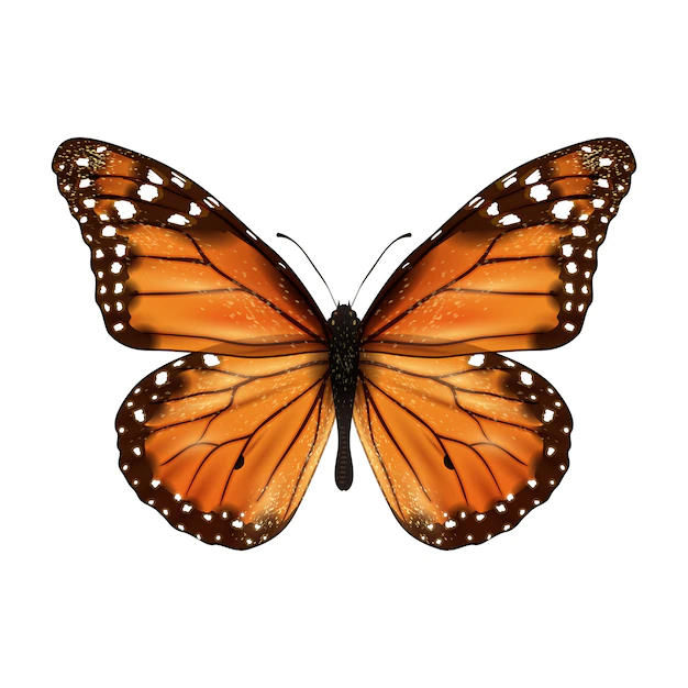 Free Vector | Butterfly realistic isolated