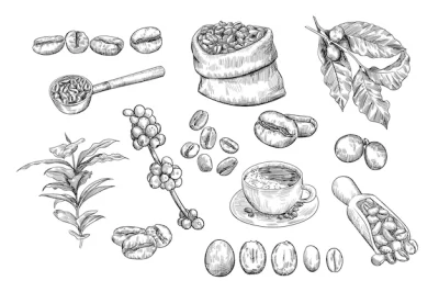 Free Vector | Coffee beans sketch set