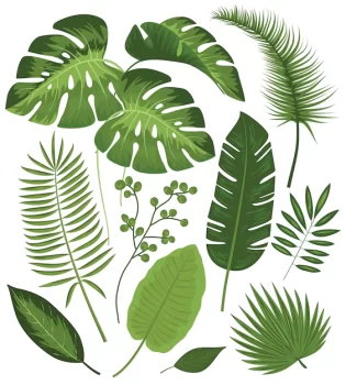 Free Vector | Collection of tropical leaves