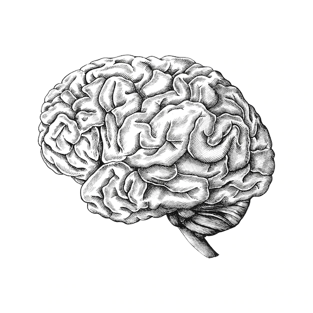 Free Vector | Hand drawn human brain