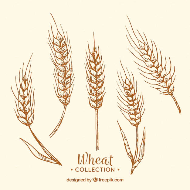 Free Vector | Hand drawn wheat collection