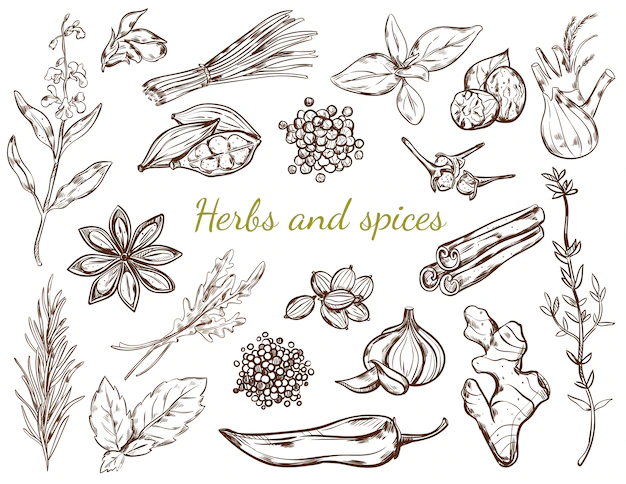 Free Vector | Herbs and spices collection