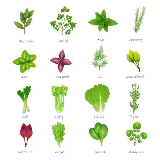 Free Vector | Icons set of different special herbs