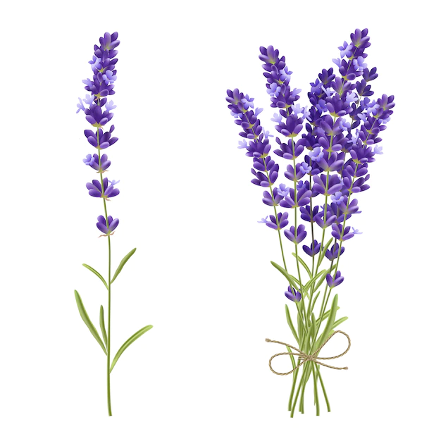 Free Vector | Lavender bouquet realistic illustration