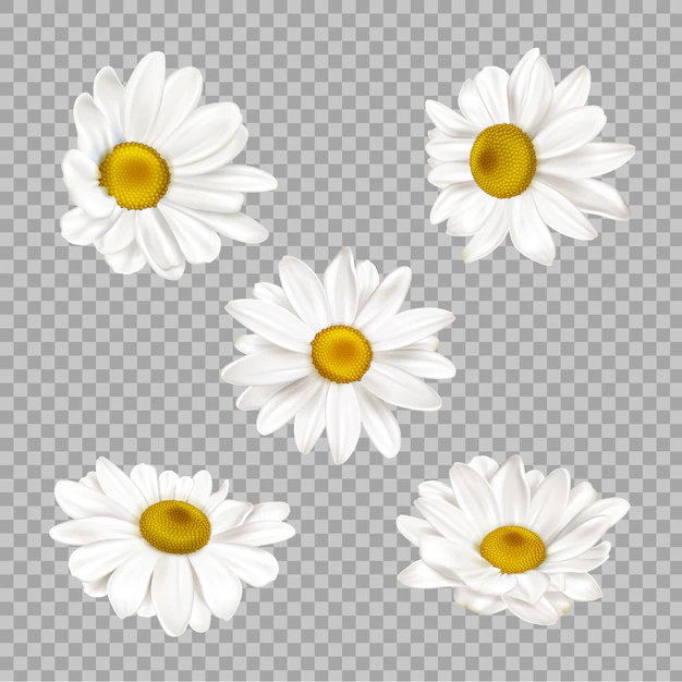 Free Vector | Realistic chamomile flowers set