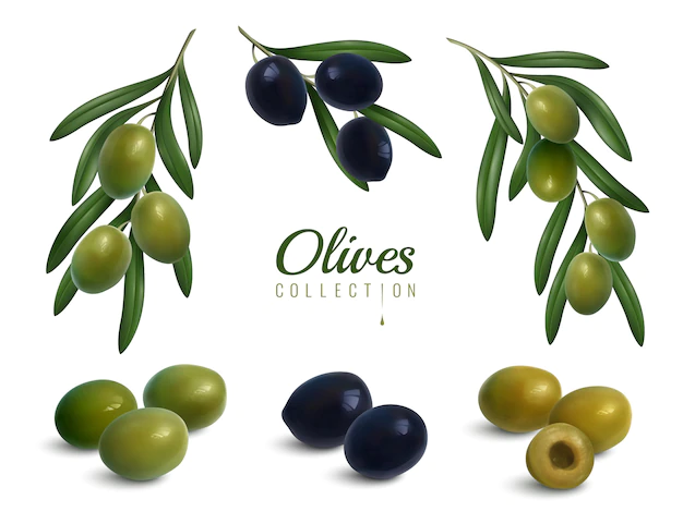 Free Vector | Realistic olives branches set