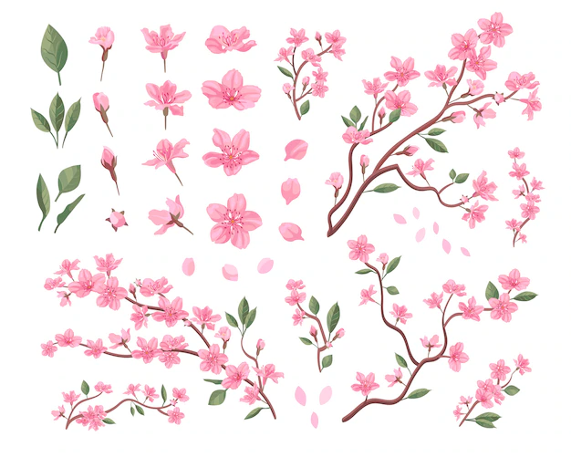 Free Vector | Sakura blossoms set