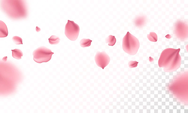 Free Vector | Sakura flying petals on transparent background