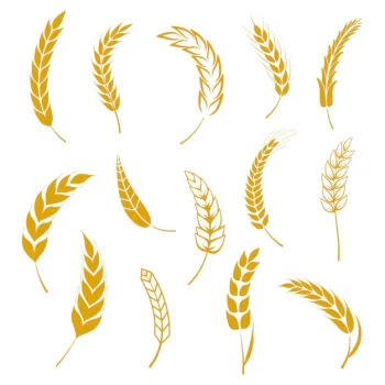 Free Vector | Set of wheats ears