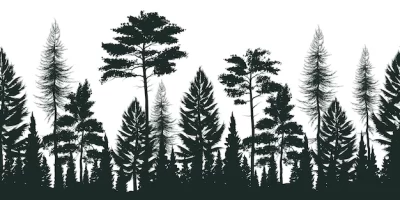 Free Vector | Silhouette of pine forest with small and tall evergreen trees on white