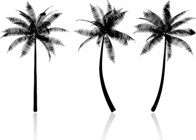 Free Vector | Silhouettes of palm trees
