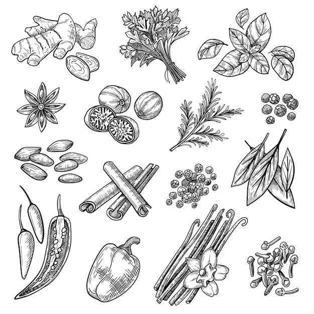 Free Vector | Spices sketches set