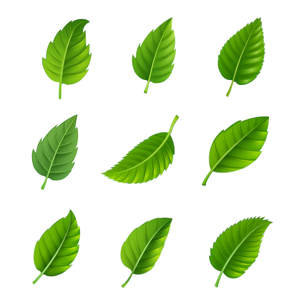 Free Vector | Various shapes and forms of green leaves set