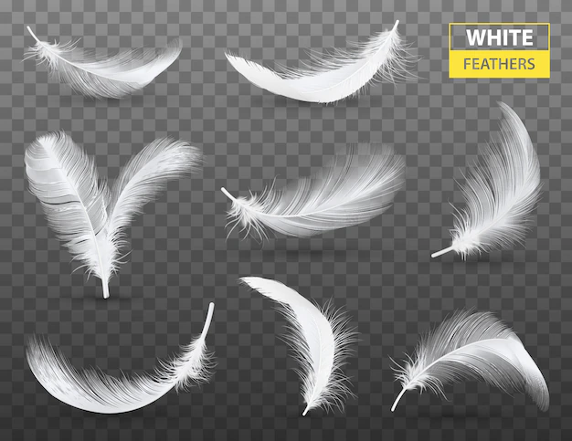 Free Vector | White feathers transparent set