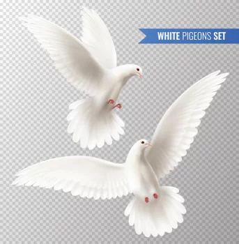 Free Vector | White pigeons set
