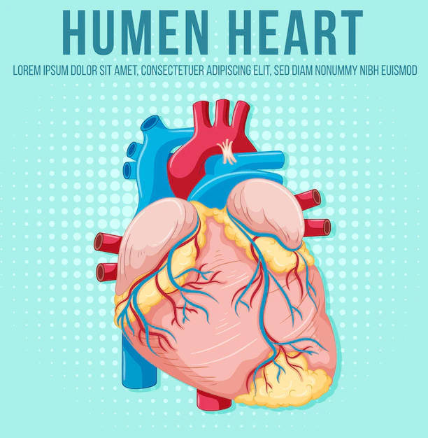 Free Vector | Human internal organ with heart
