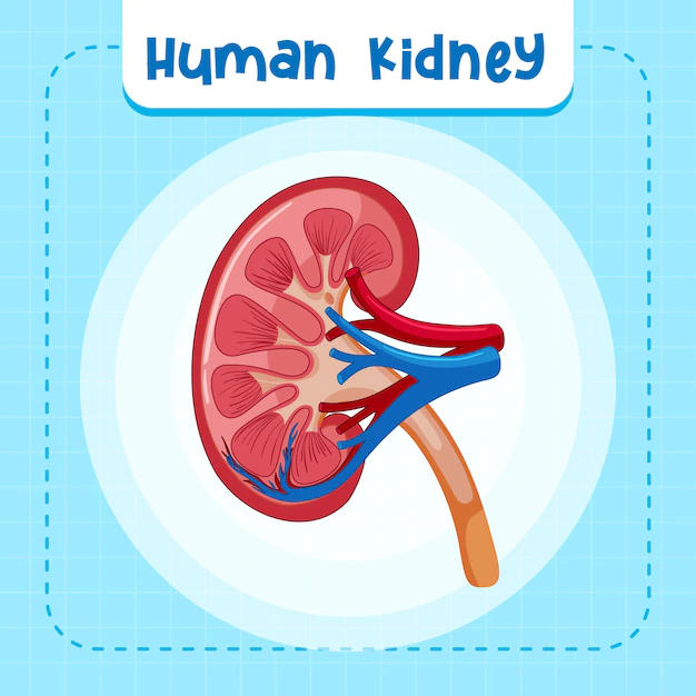 Free Vector | Human internal organ with kidney