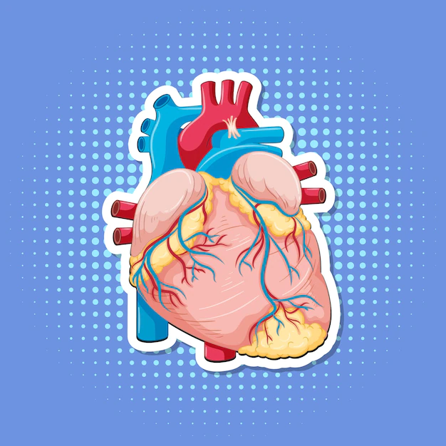 Free Vector | Human internal organ with heart