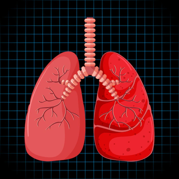 Free Vector | Human internal organ with lungs