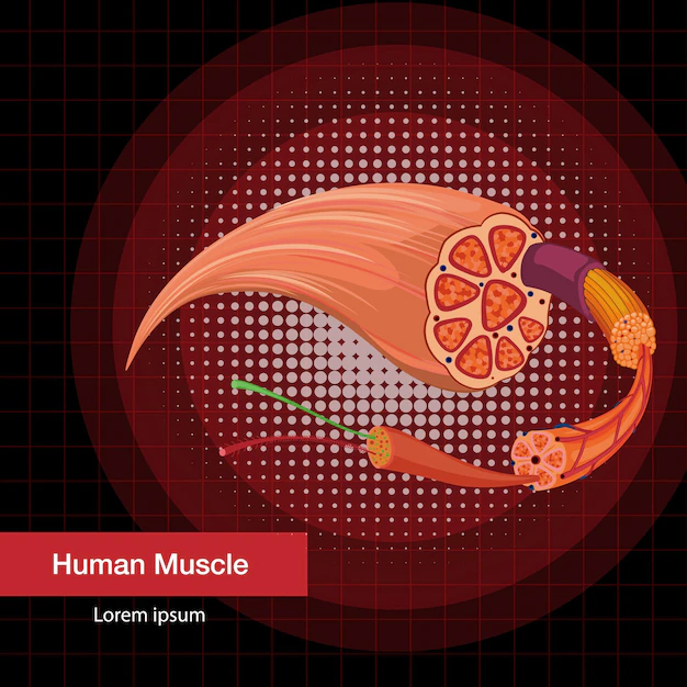 Free Vector | Human muscle anatomy structure