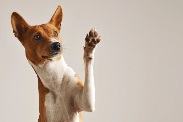 Free Photo | Adorable brown and white basenji dog smiling and giving a high five isolated on white