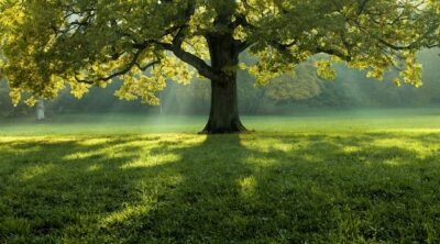 Free Photo | Beautiful tree in the middle of a field covered with grass with the tree line in the background
