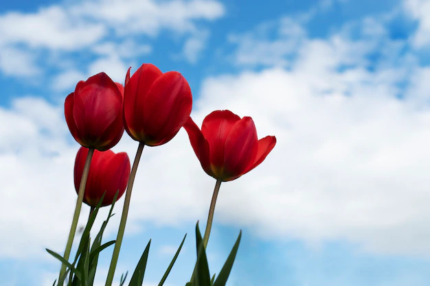 Free Photo | Tulip flower in the sky