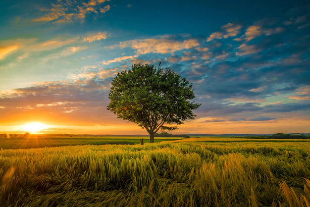 Free Photo | Wide angle shot of a single tree growing under a clouded sky during a sunset surrounded by grass