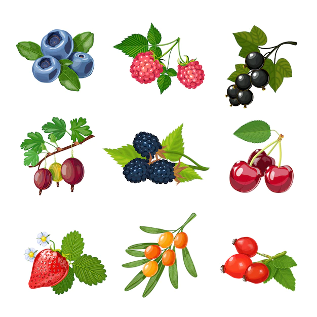 Free Vector | Berries of trees and shrubs set