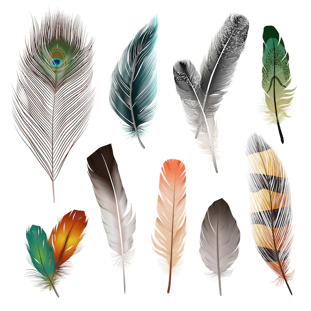Free Vector | Bird realistic feathers set
