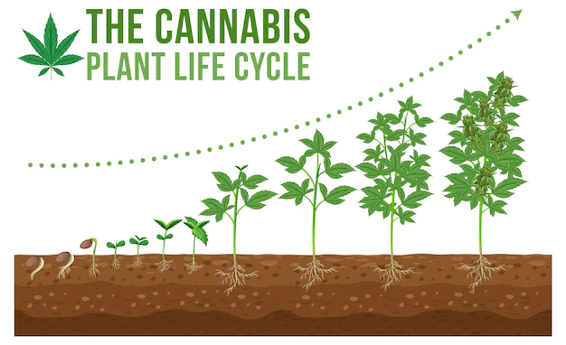 Free Vector | Cannabis planting life cycle