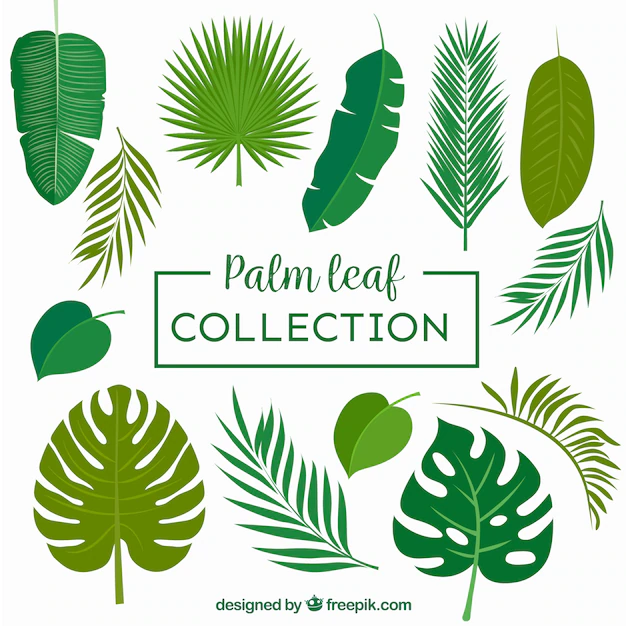 Free Vector | Collection of palm leaves