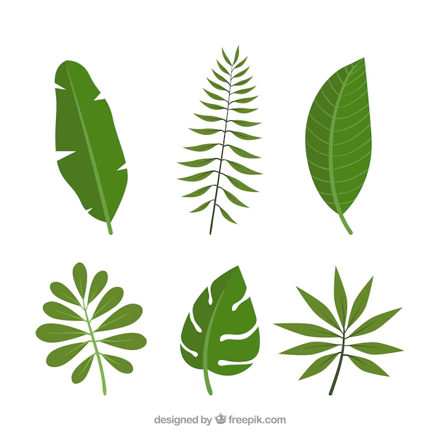 Free Vector | Collection of tropical leaves