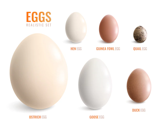 Free Vector | Colored realistic eggs icon set with eggs of ostrich hen goose duck guinea fowl quail vector illustration