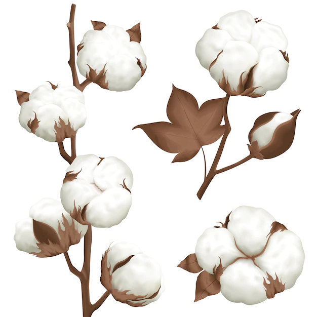 Free Vector | Cotton plant boll realistic set