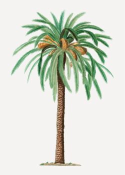 Free Vector | Date palm tree