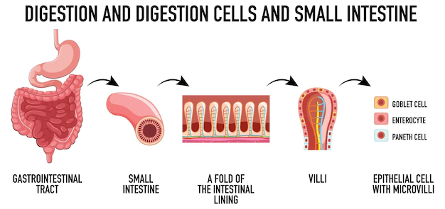 Free Vector | Diagram showing digestion cells