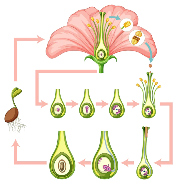 Free Vector | Diagram showing fertilization in flower