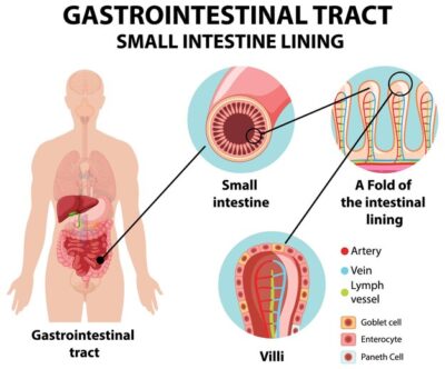 Free Vector | Diagram showing gastrointestinal tract