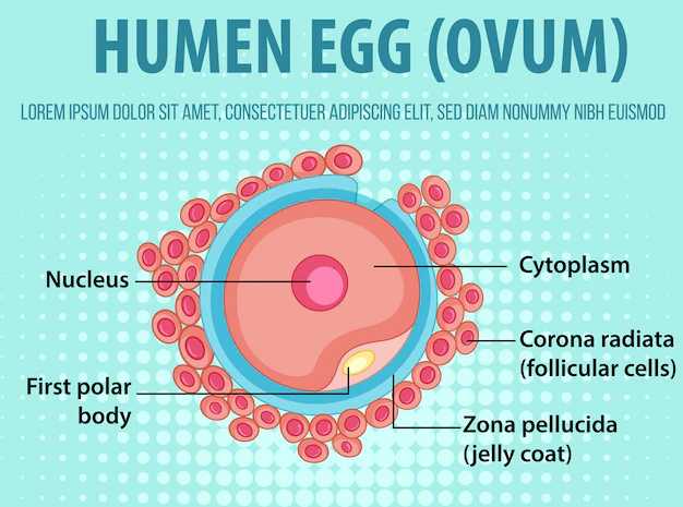 Free Vector | Diagram showing human egg ovum