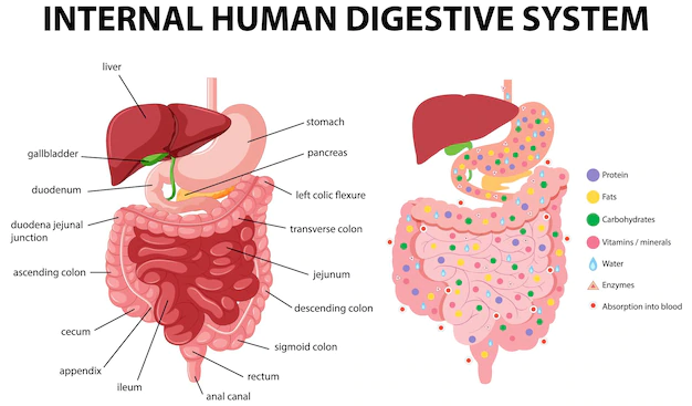 Free Vector | Diagram showing internal human digestive system