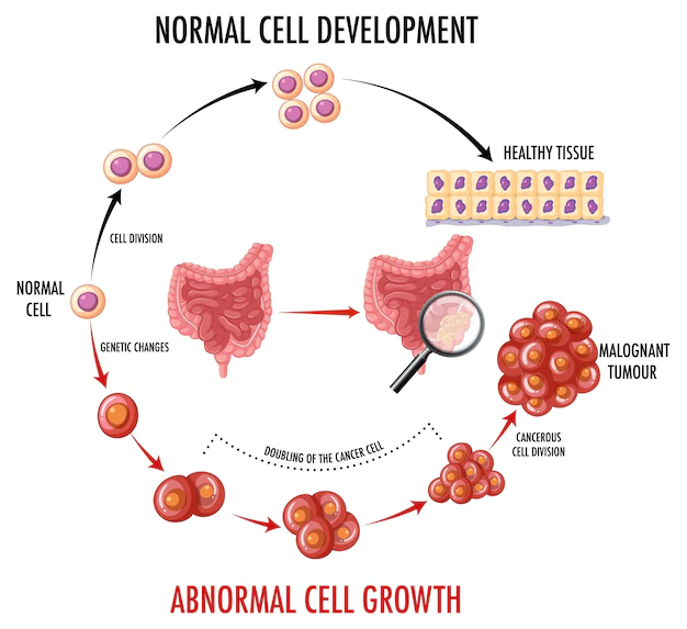 Free Vector | Diagram showing normal cell development