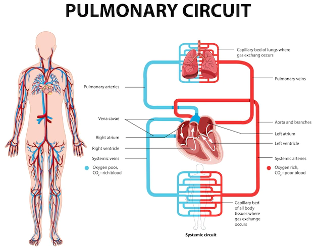 Free Vector | Diagram showing pulmonary circuit