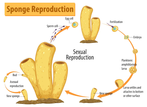 Free Vector | Diagram showing sponge reproduction