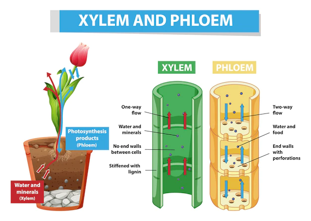 Free Vector | Diagram showing xylem and phloem in plant