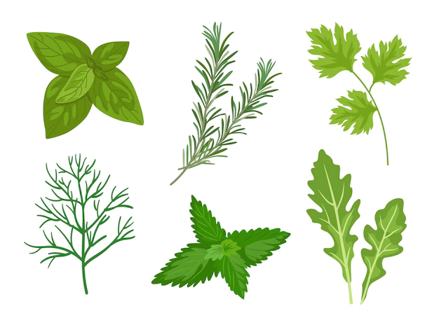 Free Vector | Different herbs and leaves vector illustrations set. collection of spicy herbal plants, parsley, rosemary, coriander, oregano, mint on white background. food, culinary, plants concept
