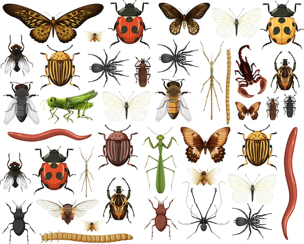 Free Vector | Different insects collection isolated on white background